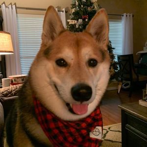 Meet your Posher, Dee